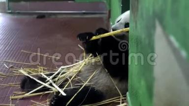 <strong>熊猫</strong>吃竹秆.. 媒体。 毛茸茸的大<strong>熊猫坐着</strong>，用爪子抓住竹柄，咀嚼它们。 可爱